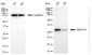 KD-Validated Anti-SNRPA1 Rabbit Monoclonal Antibody
